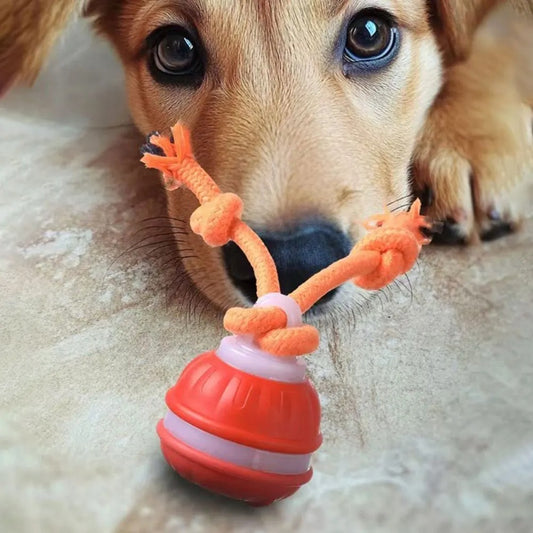 Dog Motion Toy